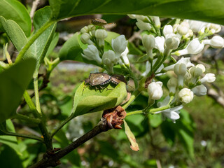 Close-up shot of a couple of the adult sloe bugs or hairy shieldbugs (Dolycoris baccarum) mating on...