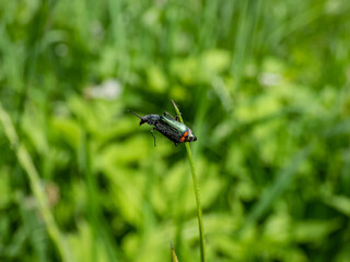 Soft-winged flower beetle - the malachite beetle (Malachius bipustulatus) with long body, the head and pronotum are brownish, elytrae are shining green with red spot at the end