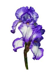 Beautiful white-purple iris flower isolated on transparent. Purple iris flower on transparent background