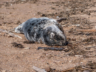 Close-up of the grey seal pup (Halichoerus grypus) with closed eyes and soft, grey silky fur with dark spots resting on the yellow sand in bright sunlight on the beach of the Baltic sea