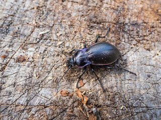 Macro of the Bronze ground beetle or bronze carabid (Carabus nemoralis) - a large, black ground beetle with coppery sheen and the edges of its elytra iridescent purple