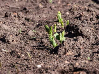 Close-up shot of a small Sweet green pea (pisum) sprouts or seedlings growing in a soil in a vegetable garden in bright sunlight in spring