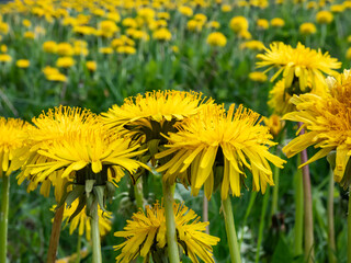 Macro shot of bright yellow dandelions (Lion's tooth) flowering in the big field of flowers with...