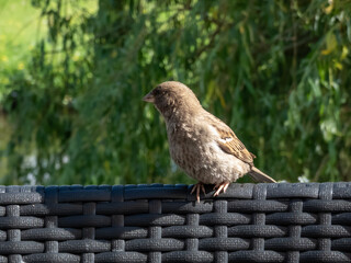 Beautiful close-up of female House Sparrow (Passer domesticus) sitting on a plastic chair with blurred green background in summer