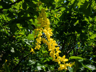The golden chain or golden rain tree (common laburnum) flowering with the long racemes of densely packed yellow flowers in park