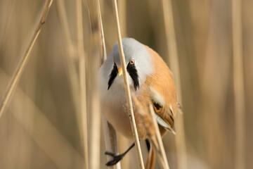 bearded reedling, panurus biarmicus, male