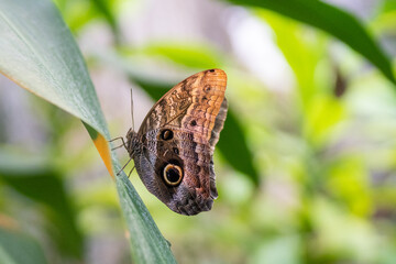 Owl Butterfly (caligo memnon) on an orchid leaf.