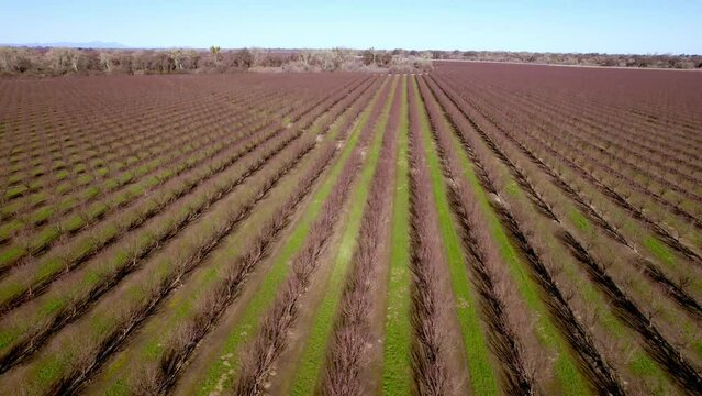 almond fields slow push in over orchard near modesto california