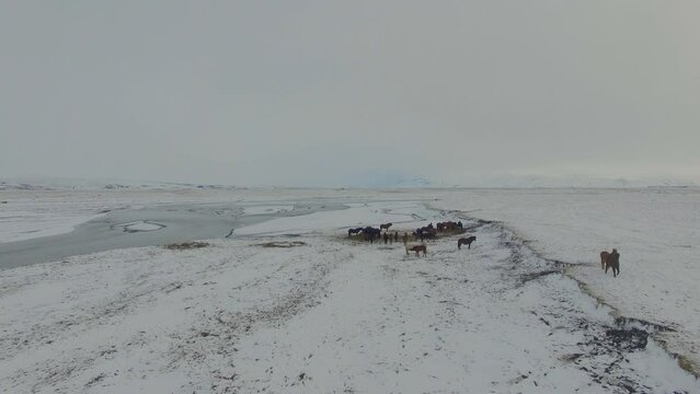 Iceland horses near river and mountains running in winter and snow pushing forward Drone 4K