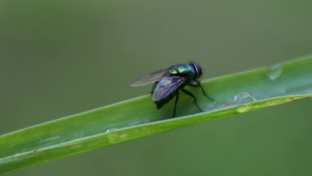 A Fly on the leaf of plant. Macro shot. Insect stock footage. Morning dew.