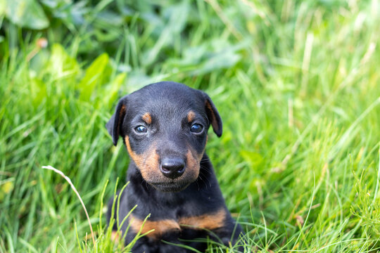 Cute German hunting terrier puppy sits in the garden on the grass