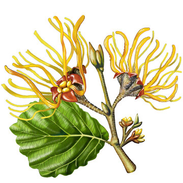 Escoba de bruja (Hamamelis virginiana). Avellana de la bruja. Planta originaria de Estados Unidos. Astringente y sedante. 