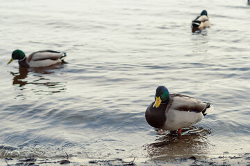 Close up drake ducks floating in water concept photo. Wild birds in park. Wildlife. Front view photography with blurred background. High quality picture for wallpaper, travel blog, magazine, article