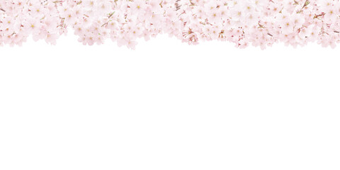 桜 背景 イラスト リアル