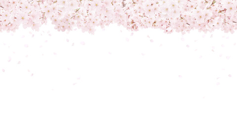 桜の背景イラスト リアル