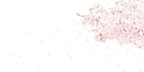 桜の背景イラスト リアル