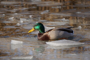 Duck on and ice floes at winter
