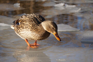 Brown duck on ice floe at winter