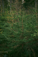 Obraz premium Group of young spruce saplings in nature. Ecological tree nursery in the wild forest.