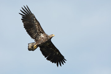 Haliaeetus albicilla, White-tailed eagle 