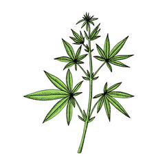 Cannabis (hemp or marijuana) medical plant. Branch with seeds. Hand drawn vector illustration in sketch style.