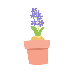 Naklejka na ściany i meble Hyacinth flower in a pot. Spring plant in flower pot. Cartoon flat vector illustration.