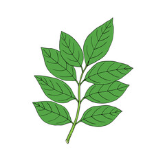 Rambutan. Set with fruit, bunch and leaves. Nephelium lappaceum. Tropical exotic fruit. Hand draw sketch. Vector illustration.