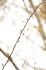 Close up thin young twig with buds in daylight concept photo. Springtime. Front view photography with blurred background. High quality picture for wallpaper, travel blog, magazine, article