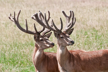 The Red Deer (Cervus elaphus) in Poland