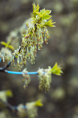 Close up drooping clusters of maple tree plant concept photo. Hanging seeds. Front view photography with blurred background. High quality picture for wallpaper, travel blog, magazine, article