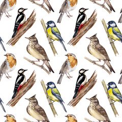 Watercolor seamless pattern with forest birds on a white background. Print for designs and decoration of children's products, textiles, clothes, stationery.Robin bird, titmouse, lark and woodpecker.