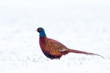  Male ring necked pheasant in winter