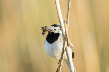 White wagtail Motacilla alba

