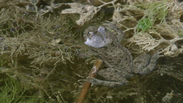 Yellow-bellied Toad in Spring