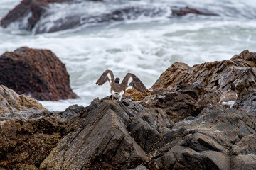 American Oystercatcher (Haematopus palliatus) by the bay, Montevideo, Uruguay