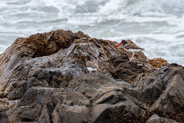 Adult and immature American Oystercatchers (Haematopus palliatus) by the bay, Montevideo, Uruguay