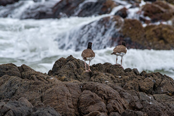 Adult and immature American Oystercatchers (Haematopus palliatus) by the bay, Montevideo, Uruguay