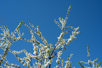 Blooming branch with white flowers against blue sky in spring
