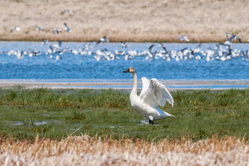 Naklejka premium Whistling Swan (Cygnus columbianus) at St. George Island, Pribilof Islands, Alaska, USA