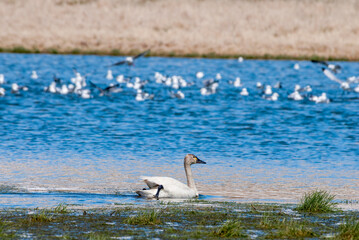 Whistling Swan (Cygnus columbianus) at St. George Island, Pribilof Islands, Alaska, USA