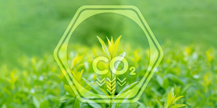 Ecology, sustainable resources, the concept of renewable energy sources. The sprout of a tree next to the graphic designation of reducing the level of carbon dioxide in the atmosphere