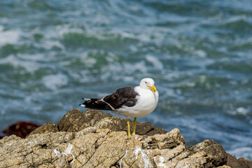 Kelp Gull (Larus dominicanus) by the bay, Montevideo, Uruguay