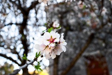 Almond tree bunch with white flowers in full bloom at sunny day in the spring. Beautiful flower background
