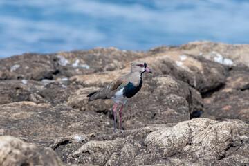 Southern Lapwing (Vanellus chilensis) in River Plate coast, Montevideo, Uruguay