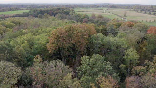 Areal drone footage over forest and trees with autumn colors taken at place called Uetz in Brandenburg, Germany.