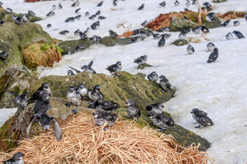 Least Auklets (Aethia pusilla) at colony in St. George Island, Pribilof Islands, Alaska, USA