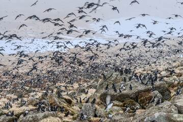 Least Auklets (Aethia pusilla) at colony in St. George Island, Pribilof Islands, Alaska, USA