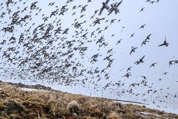 Least Auklets (Aethia pusilla) at colony in St. George Island, Pribilof Islands, Alaska, USA