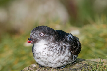 Least Auklets (Aethia pusilla) at colony in St. George Island, Pribilof Islands, Alaska, USA
