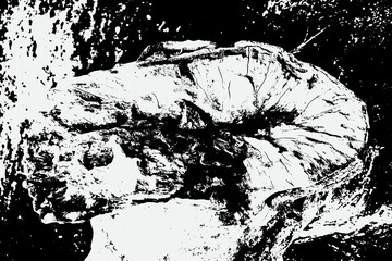 black and white fleck texture, Artistic and natural Texture With Vector EPS format.